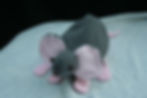 Mouse puppet