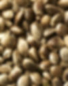 Raw Hemp Seed