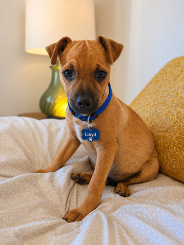 An adorable small tan Chihuahua and Pug mix puppy wearing a blue collar, sitting comfortably on a soft bed.