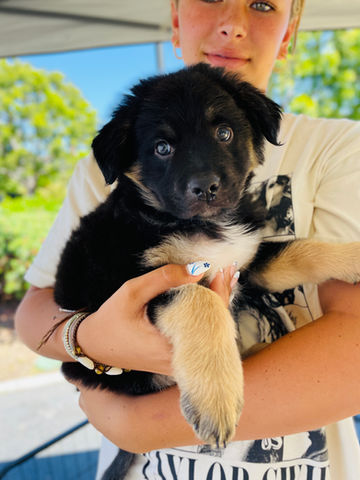 Marlee Rescued pup ready for adoption