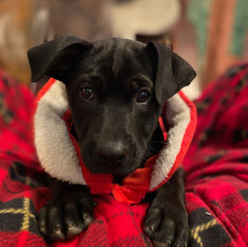 Rescue pup for adoption