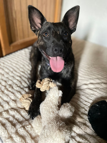 adopt paisly san diego