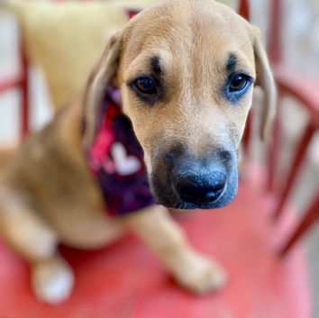 Jackson is available for adoption