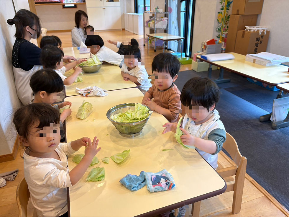 キャベツちぎりをしました！