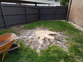 Eleven Foot Stump Grind