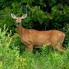White-tailed Deer2 R Skevington.jpeg