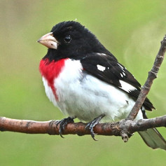 Rose-breasted Grosbeak Richard Skevington.jpeg