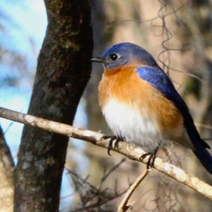 Eastern Bluebird Richard Skevington.jpeg