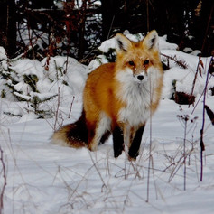Red Fox2 R Skevington.jpeg