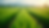 Eye-level view of a lush green field with rows of crops
