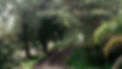 Draft2 Healesville-20_edited.jpg