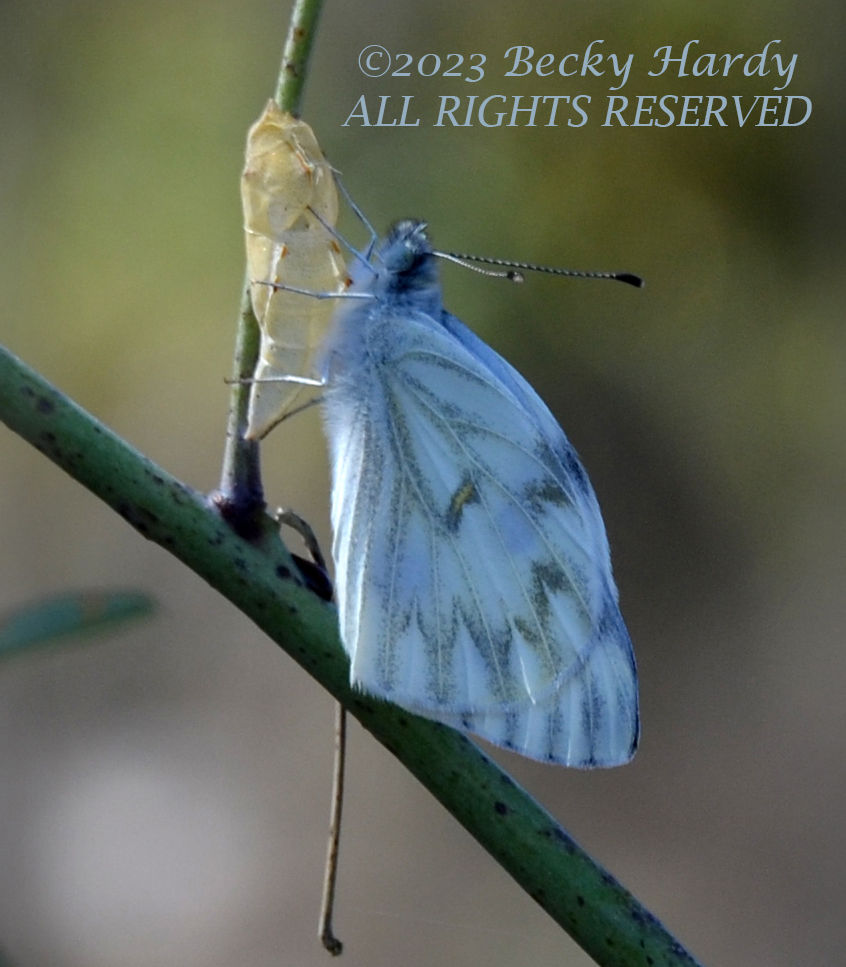 BENA Chapter Meeting: Butterfly Biology and Ecology