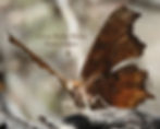 Official NABA Butterfly Count: 10th Annual Cottonwood  Butterfly Count