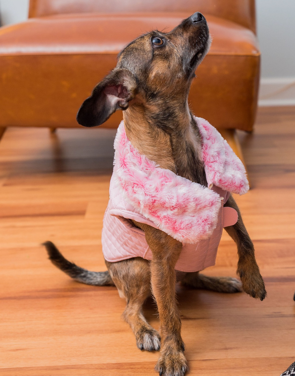 Pup wearing Pink Jacket