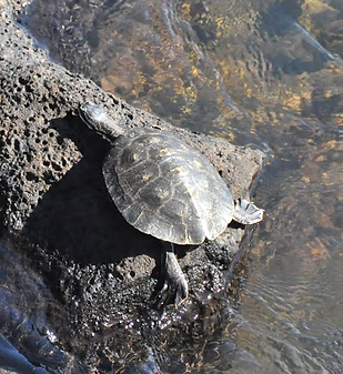 Turtle