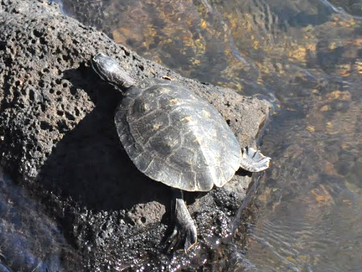 Schildkröte
