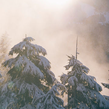 Snowy Trees_edited.jpg