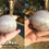 Thumbnail: Clear Quartz Smoky Quartz Large Master Healer Crystal Sphere and Stand