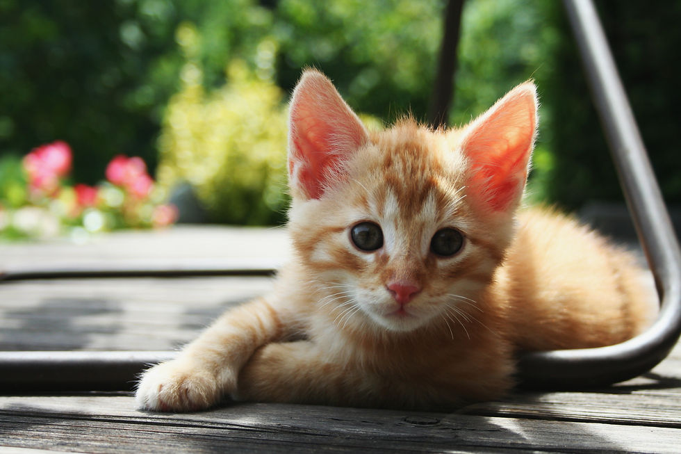 Red Kitten product image