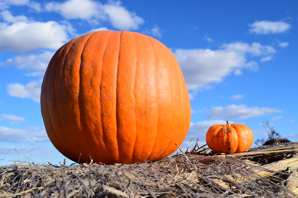 Pumpkins product image