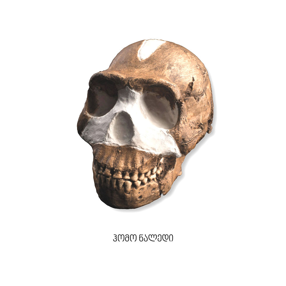 HOMO NALEDI