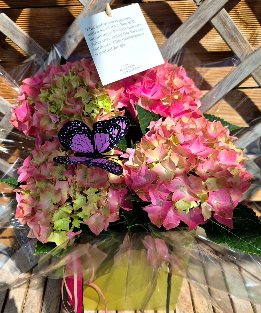 Pink Hydrangea in Gift Bag