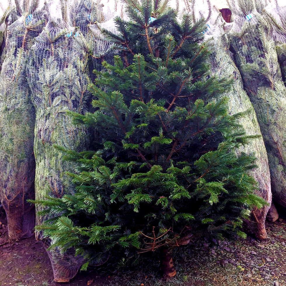 Thumbnail: 4ft approx. Potted Non-Shed Nordman Fir Christmas Tree (LIMITED STOCK)