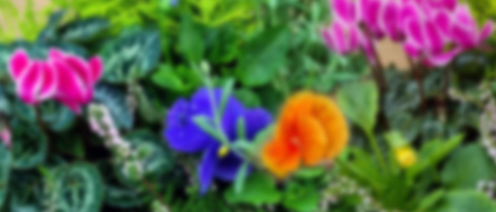 header-pottedplants.jpg