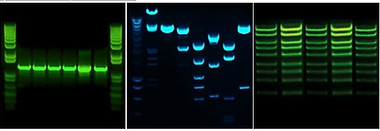 Vilber safe dye