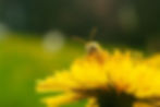 bee-7707052_1280.jpg