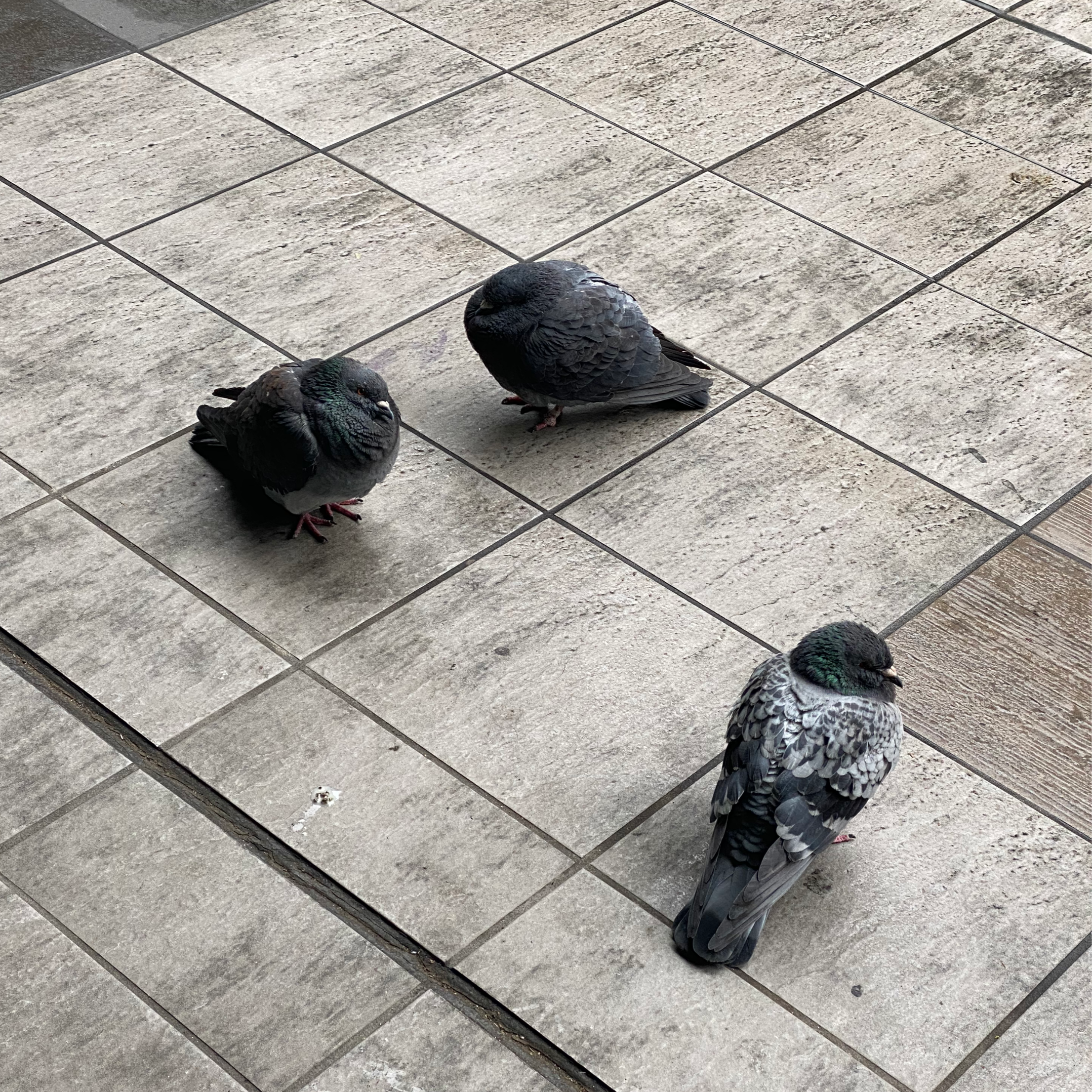 pigeons triangle (1/11/2022)