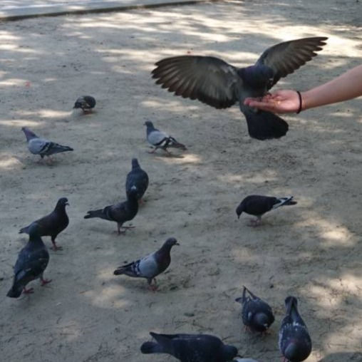 Foods needed! (2019)