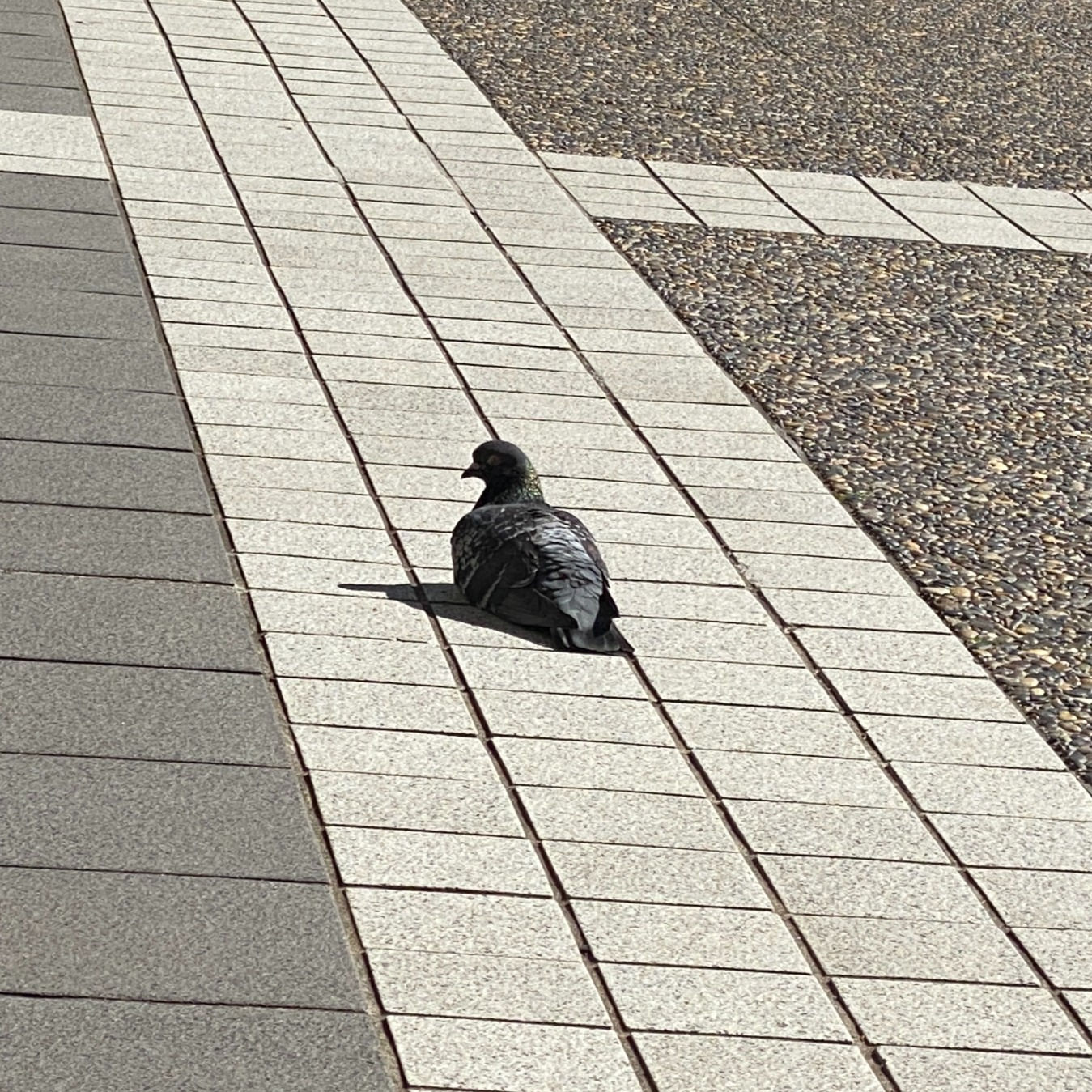 pigeon melting down (5/2/2023)