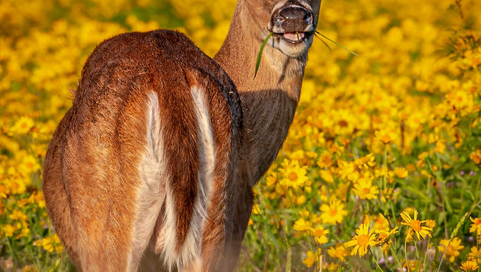 White-Tailed Deer, Frank Zurey