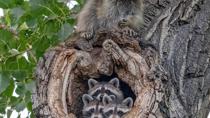 The Neighborhood Watch, Paul Marcotte