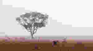 Eucalyptus in the Outback