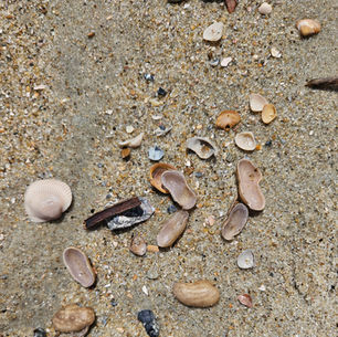 Seashells and Peanut Shells