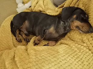A black and tan dachshund is curled up asleep on a cozy yellow blanket.