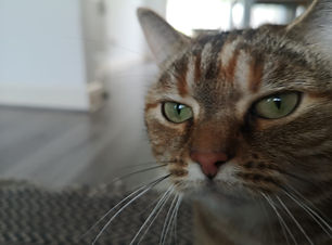A close up of a stripey ginger cat looking into the camera.