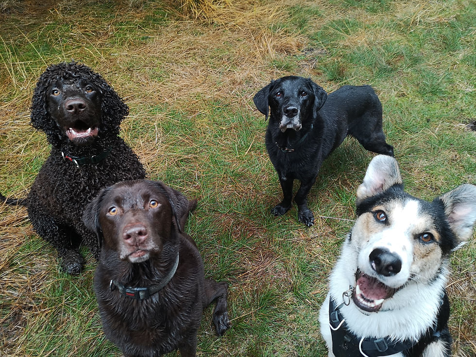 Choosing the Right Dog Walker