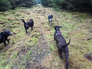 Four dogs are running in front of the camera, along a boggy rise in conifer woodland.