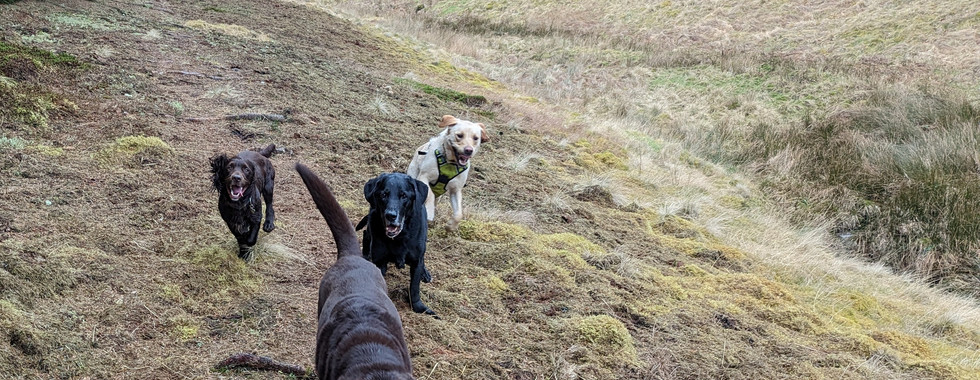 Three labradors (one brown, one black and one golden) and a brown cocker spaniel are running towards the camera along a moss-covered hillside.