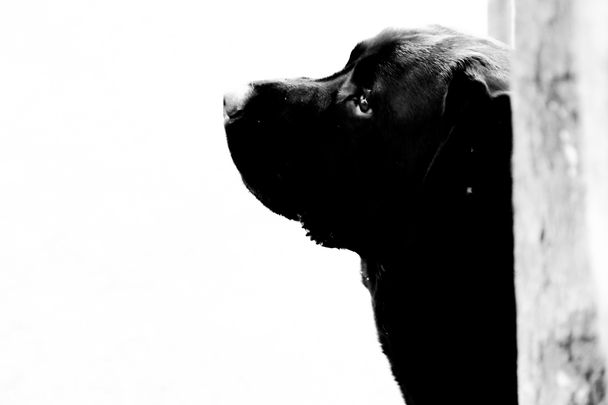 SHOW DOGS Tabataschleder photo Show dogs tabataschleder photo