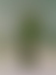 Erika Sirola on Debut EP, "Who?" & Finding Individuality