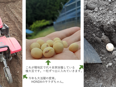 種まきスタートです
