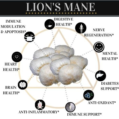 Thumbnail: Lions mane health benefits