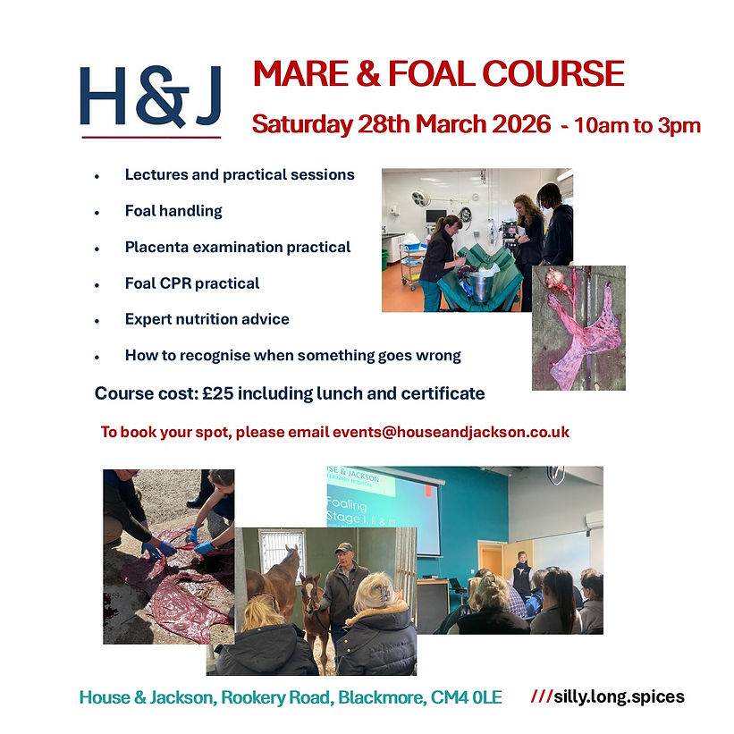 Mare & Foal 2026 - insta.jpg
