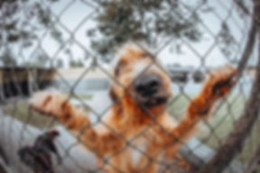 dog fence.jpeg