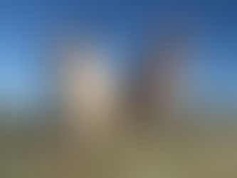 How Do I Introduce A New Dog Into My Home?