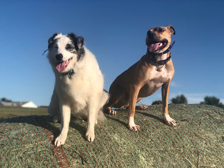 How Do I Introduce A New Dog Into My Home?